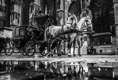 Black and white horse carriage